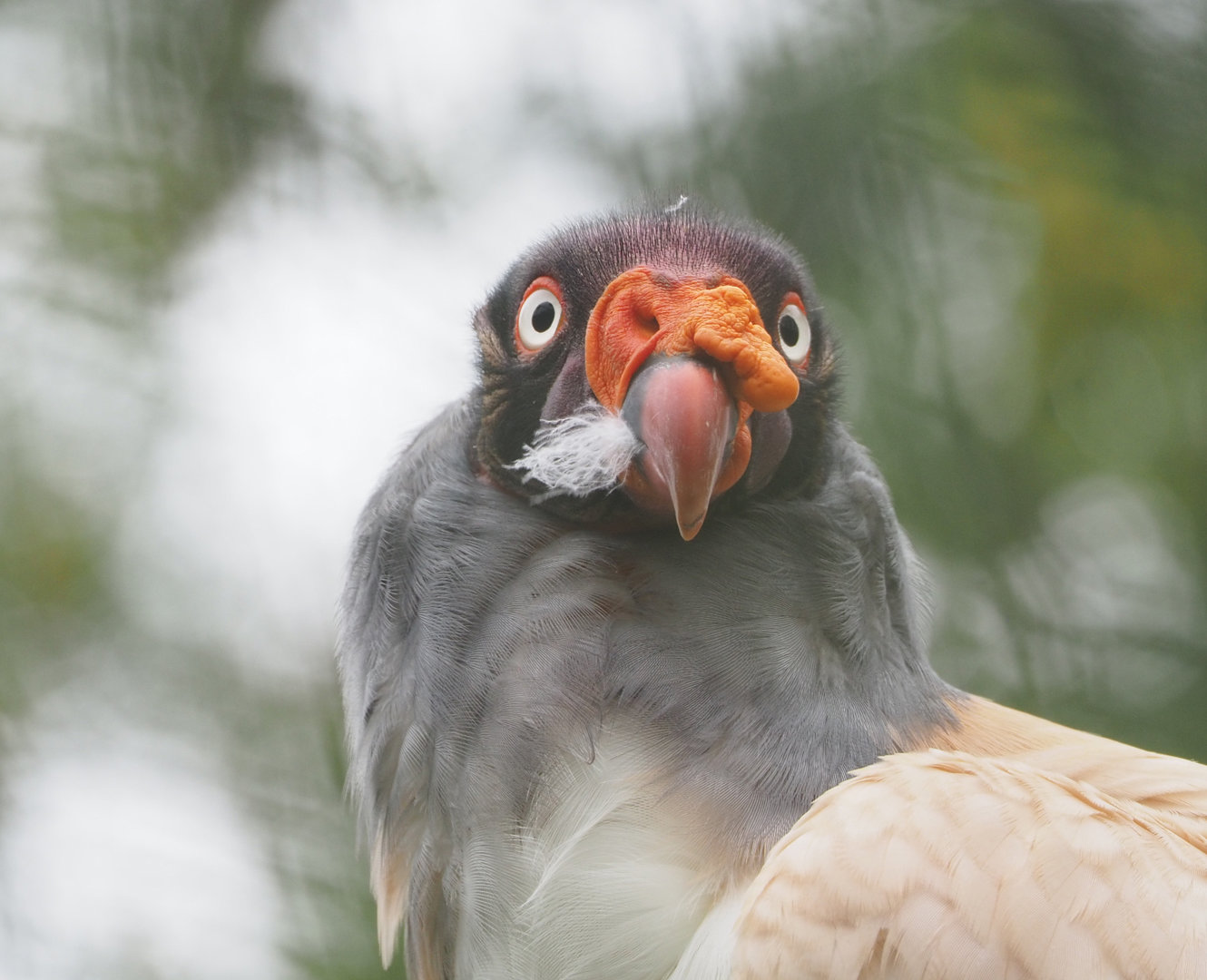 King vulture (Sarcoramphus papa), 2022-09-14