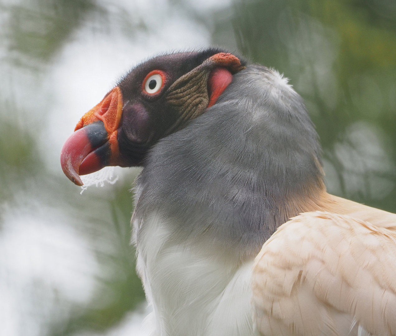 King vulture (Sarcoramphus papa), 2022-09-14