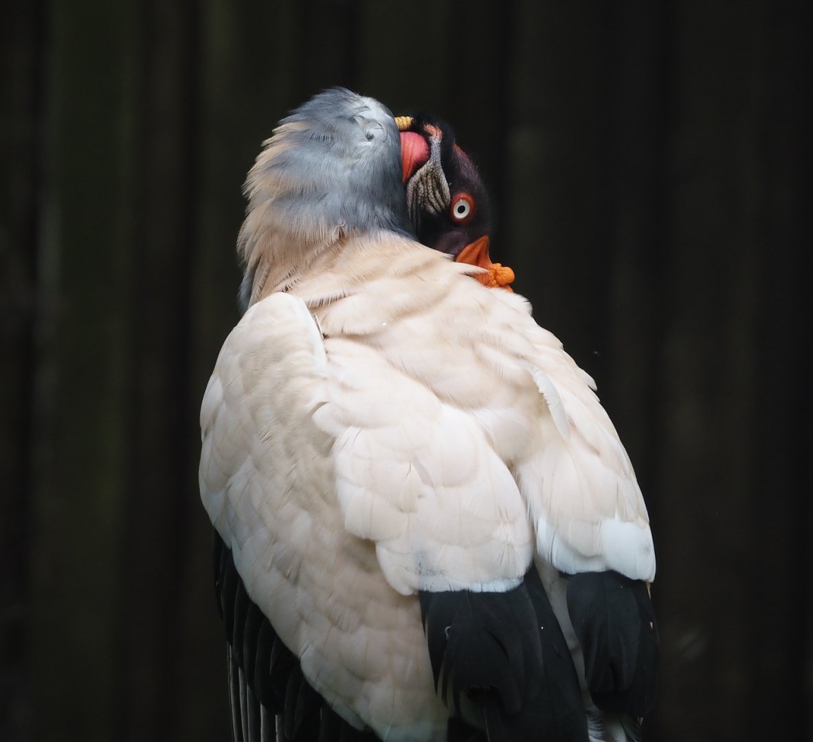 King vulture (Sarcoramphus papa), 2024-05-21