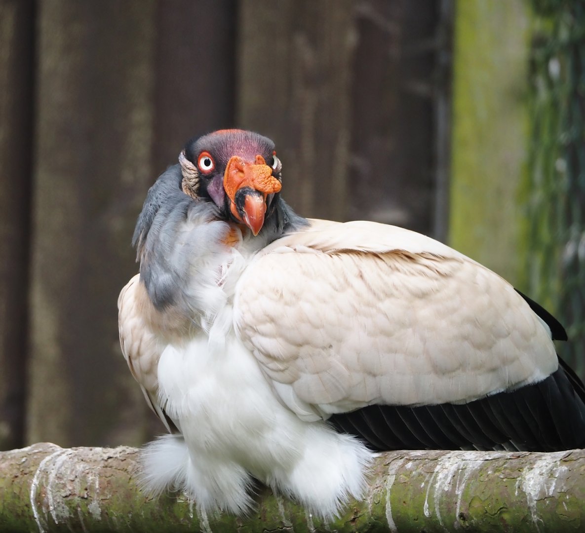 King vulture (Sarcoramphus papa), 2024-05-21
