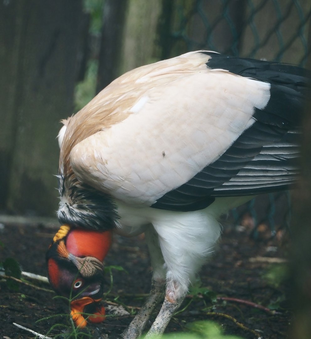 King vulture (Sarcoramphus papa), 2024-05-22
