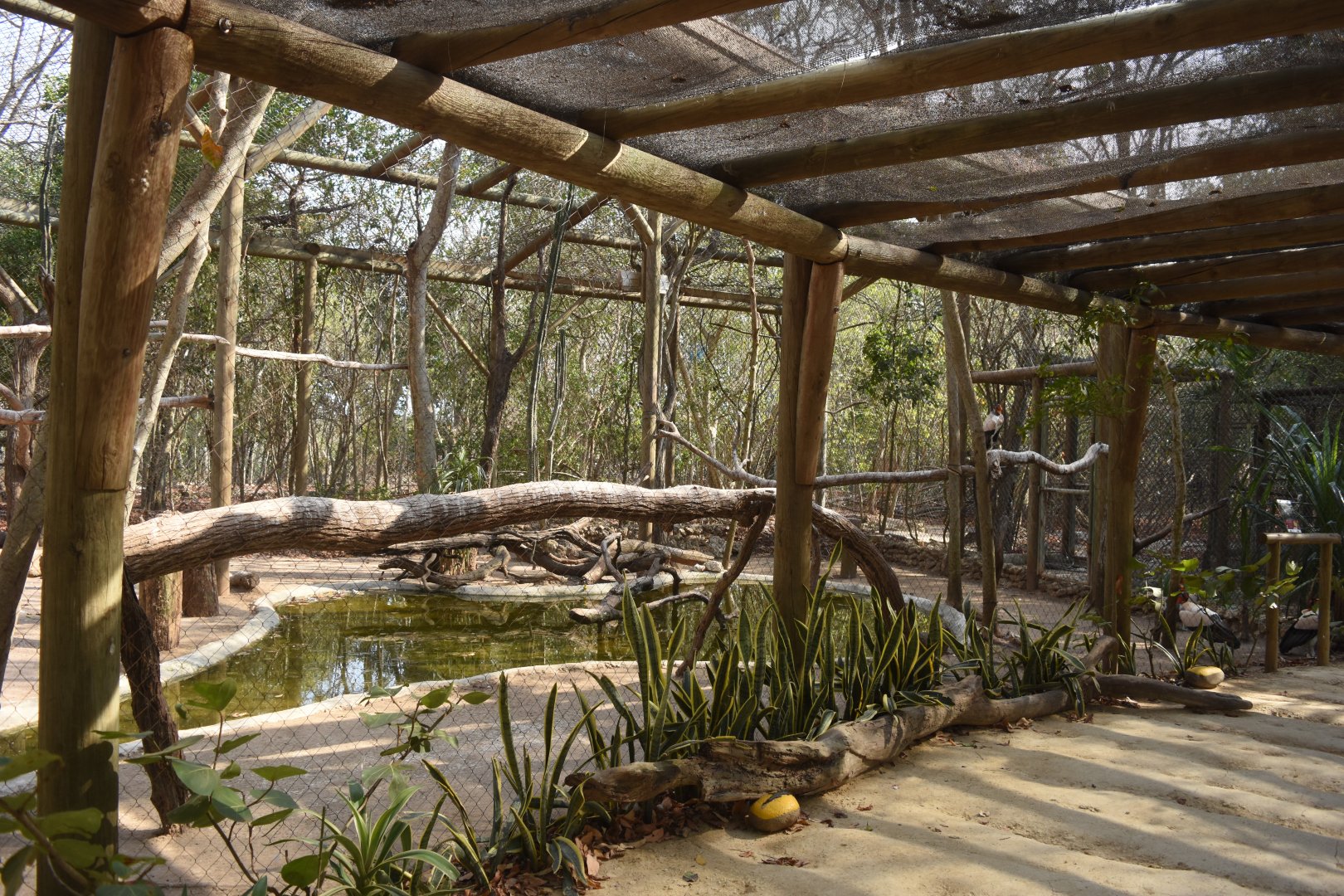King vulture (Sarcoramphus papa) aviary