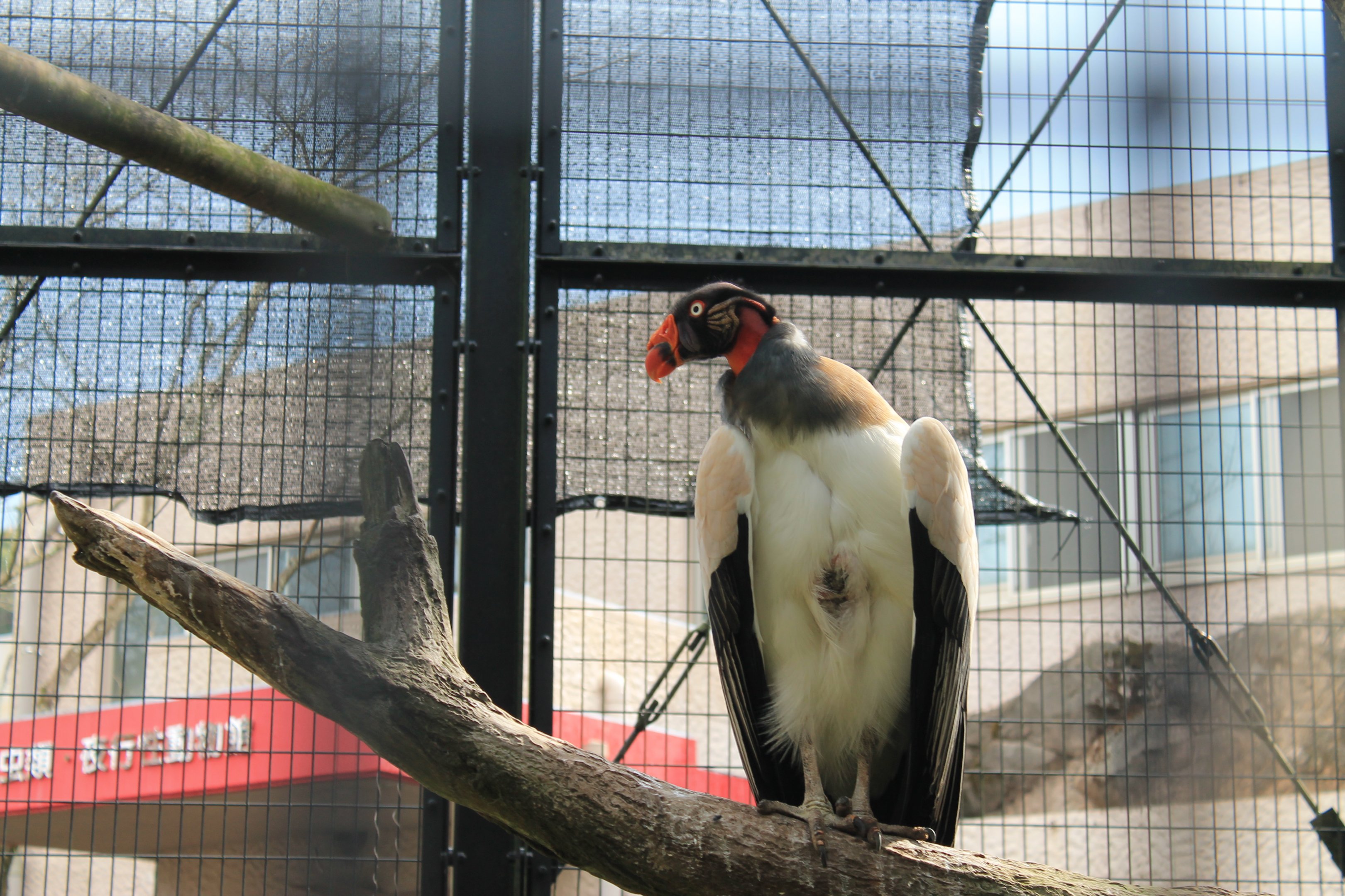 King Vulture (Sarcoramphus papa) - Hirakawa Zoo (Kagoshima)