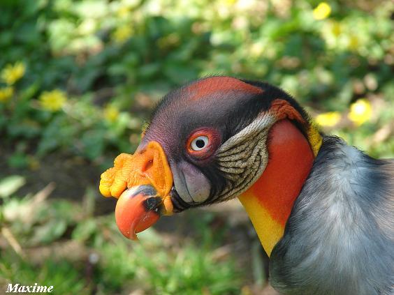 King vulture (Sarcoramphus papa) - Les Sables d'Olonne (France)
