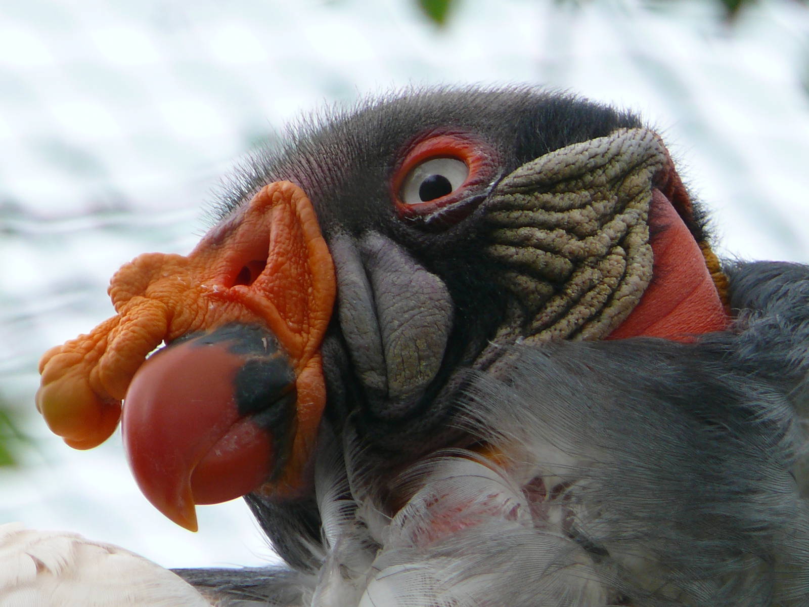 King vulture (Sarcoramphus papa)