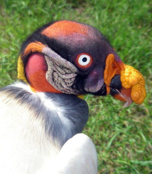 King Vulture (Sarcoramphus papa)