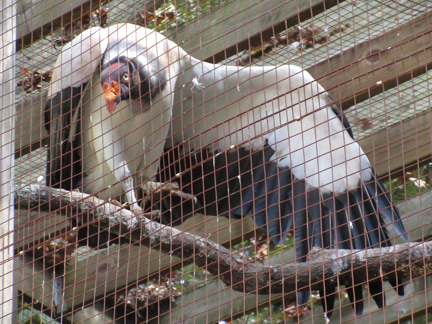 King Vulture (Sarcoramphus papa)