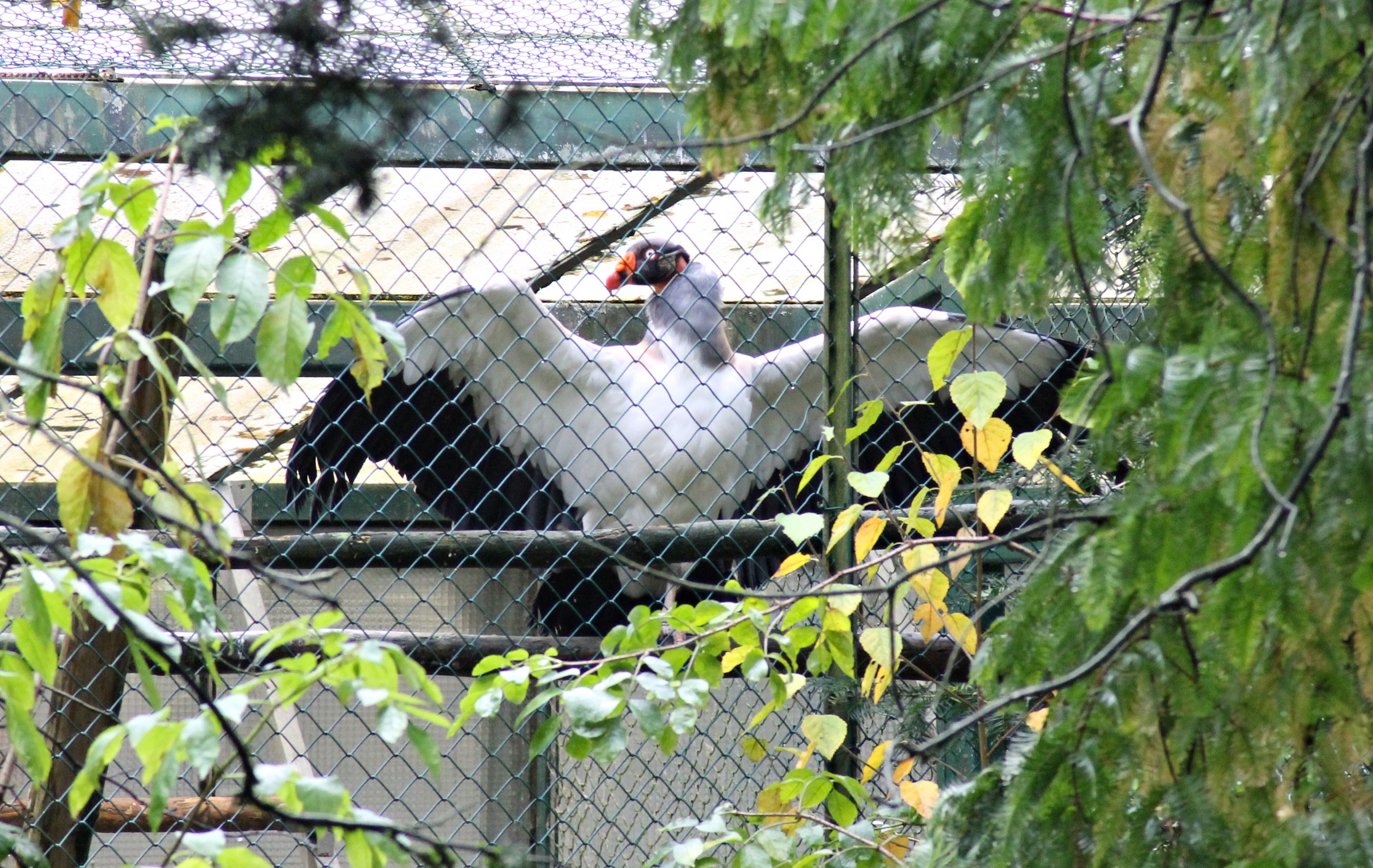 King Vulture (Sarcoramphus papa)