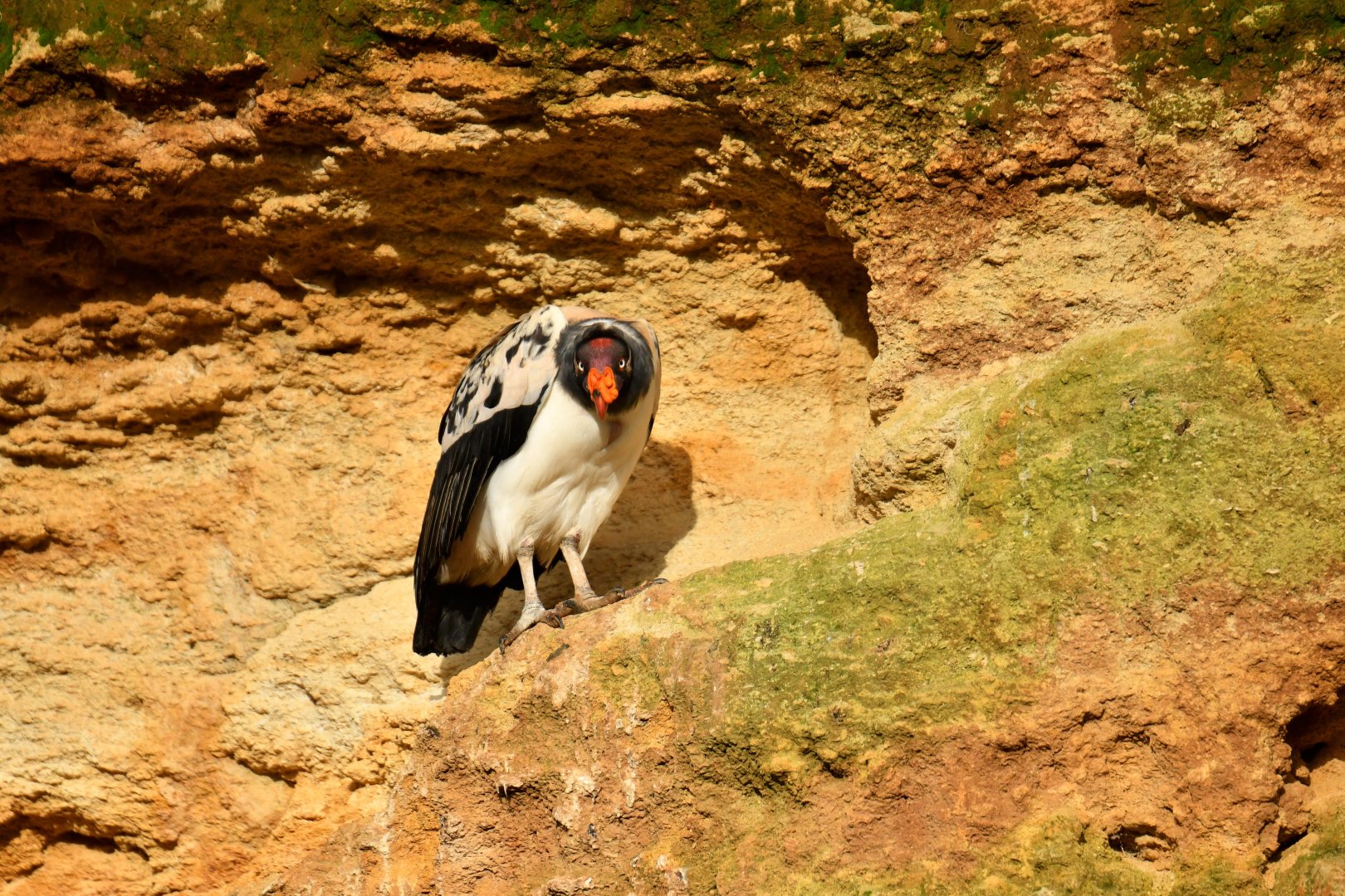 King Vulture (Sarcoramphus papa)
