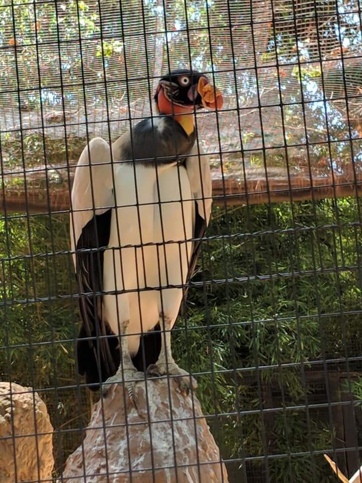 King vulture (Sarcoramphus papa)