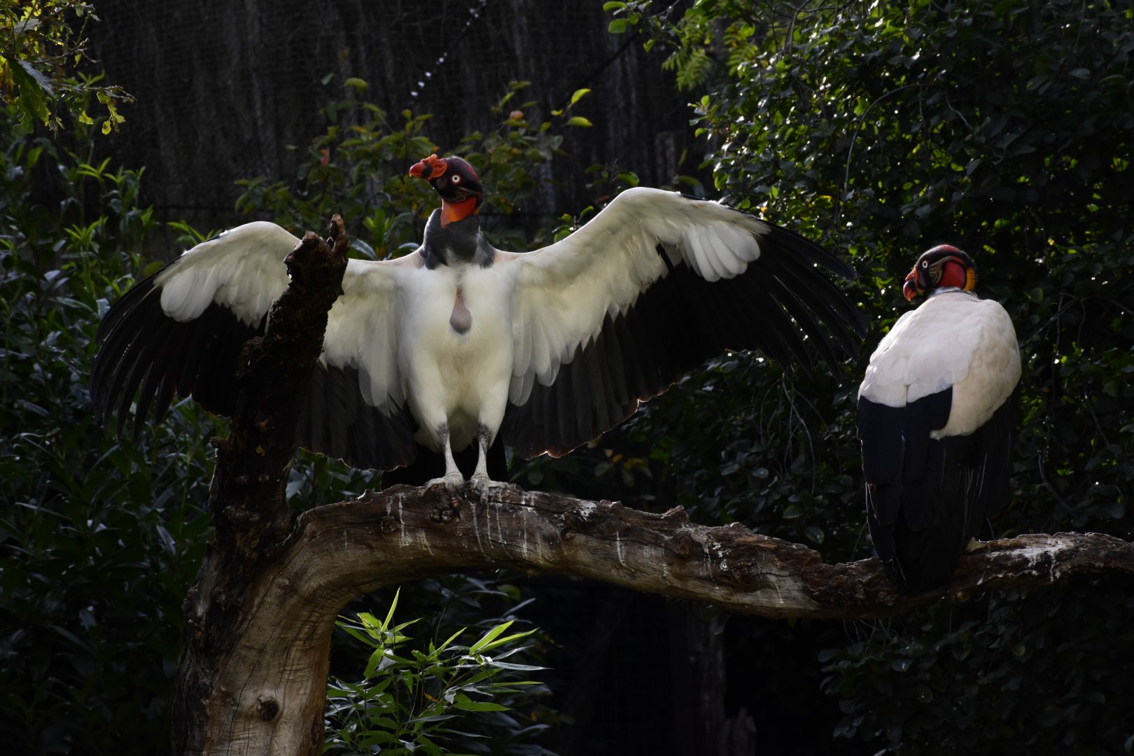 King vulture (Sarcoramphus papa)