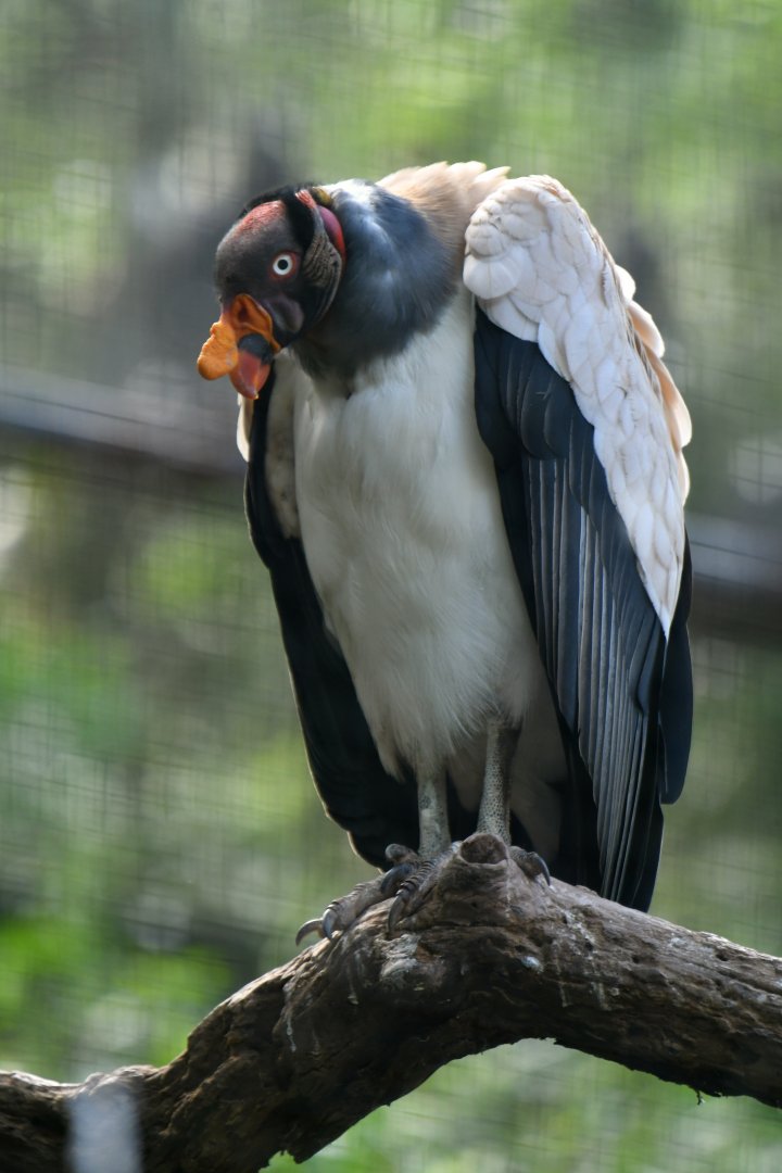 King Vulture Sarcoramphus papa