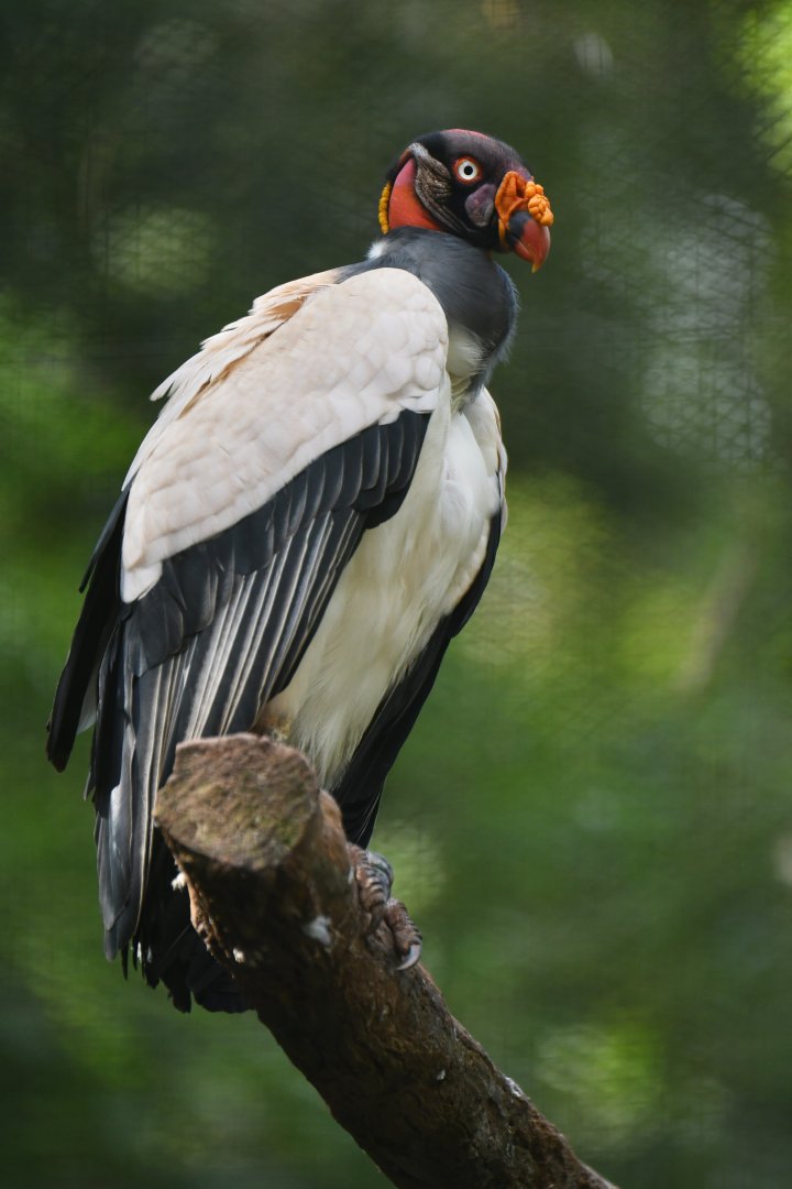 King Vulture Sarcoramphus papa