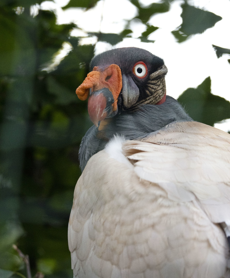 King vulture (Sarcoramphus papa)