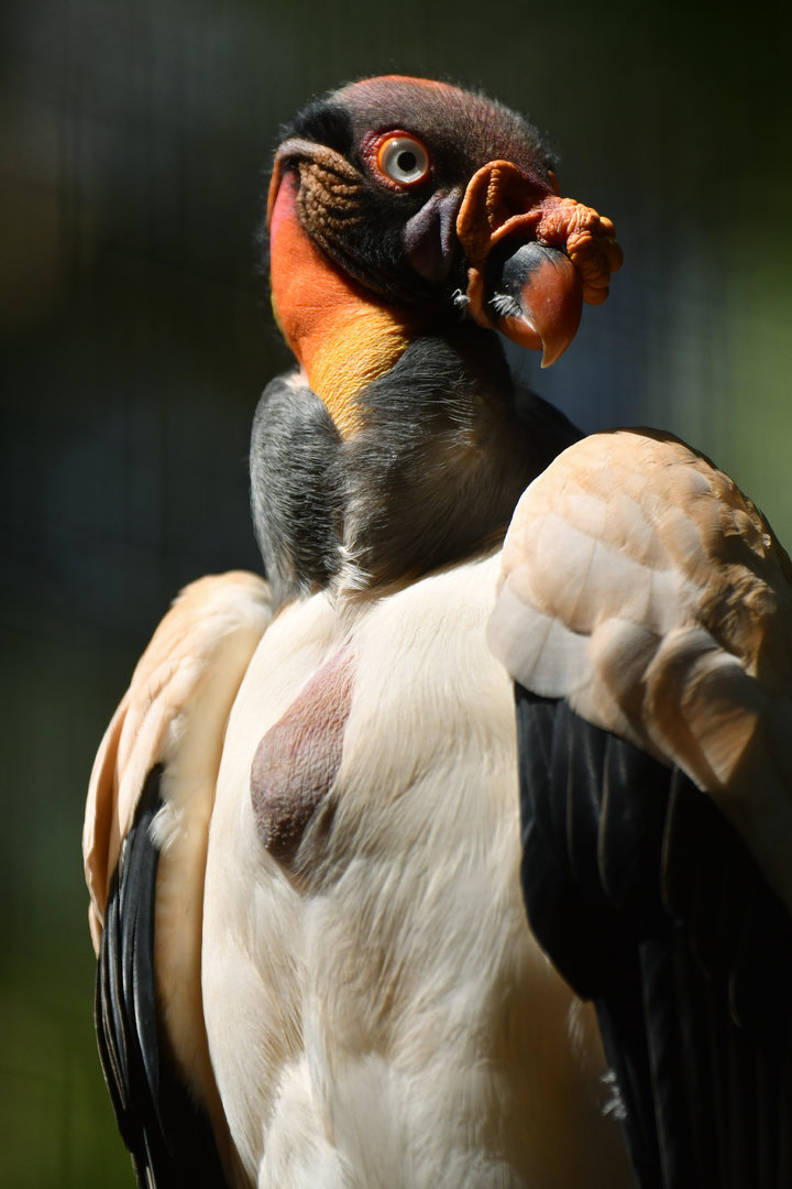 King Vulture Sarcoramphus papa