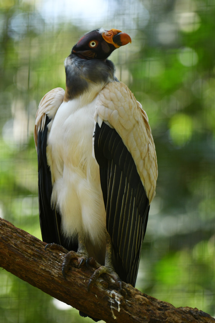 King Vulture Sarcoramphus papa