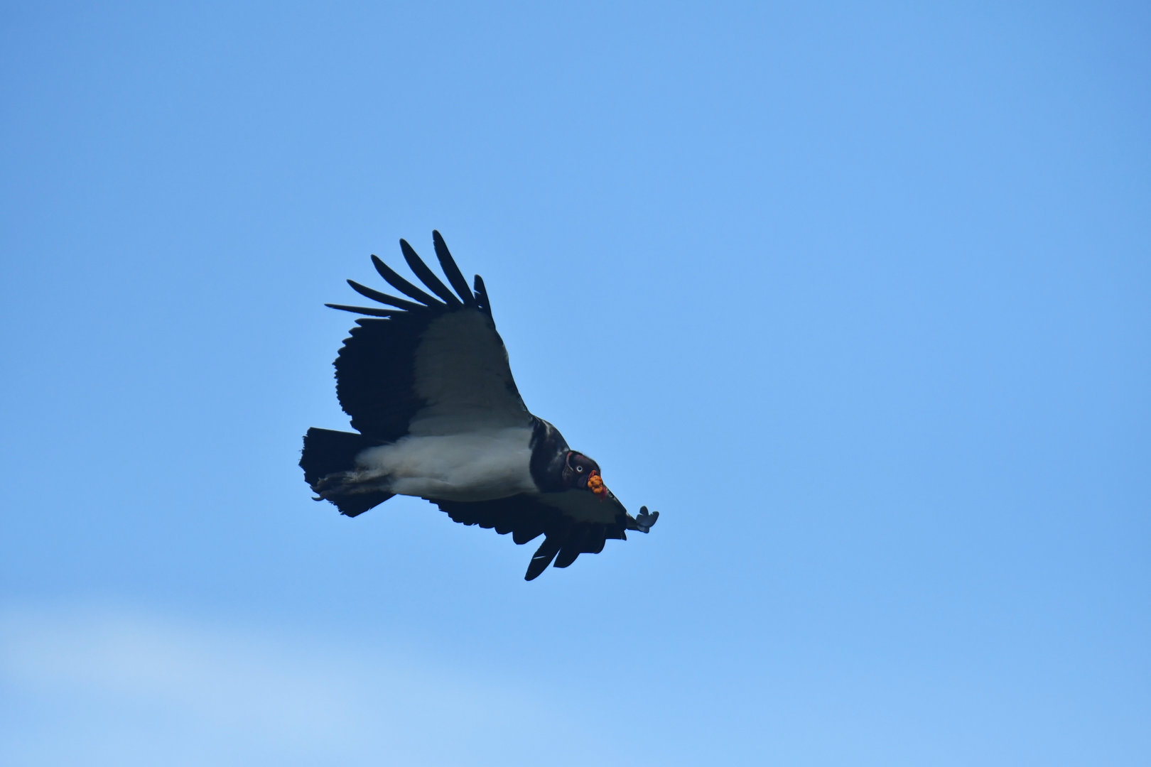 King Vulture Sarcoramphus papa