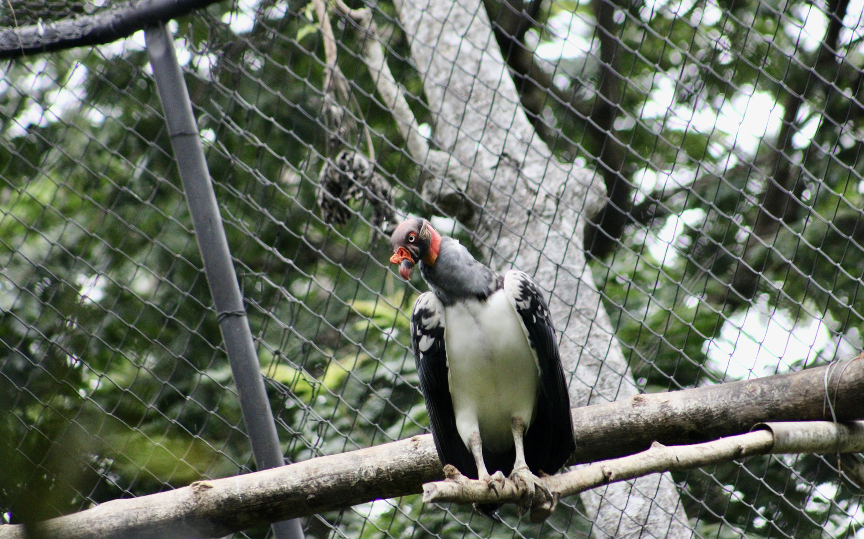 King Vulture (Sarcoramphus papa)