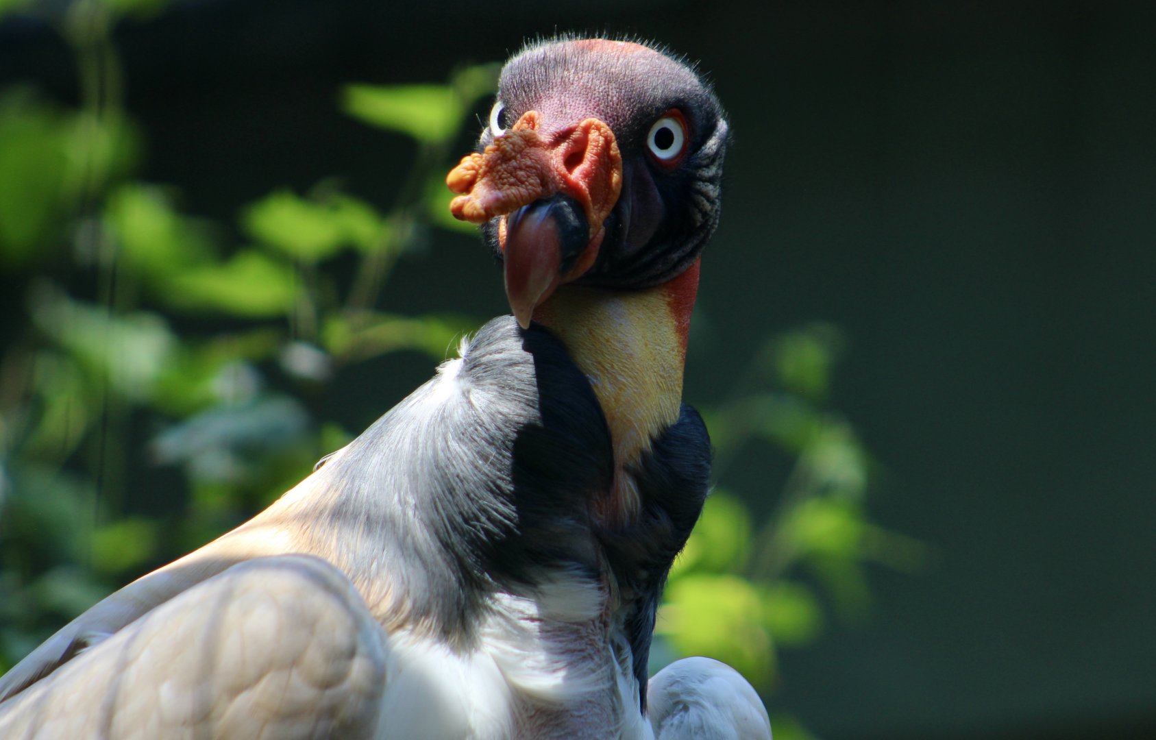 King Vulture (Sarcoramphus papa)