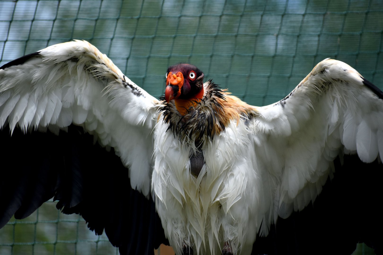 King Vulture - Sarcoramphus papa