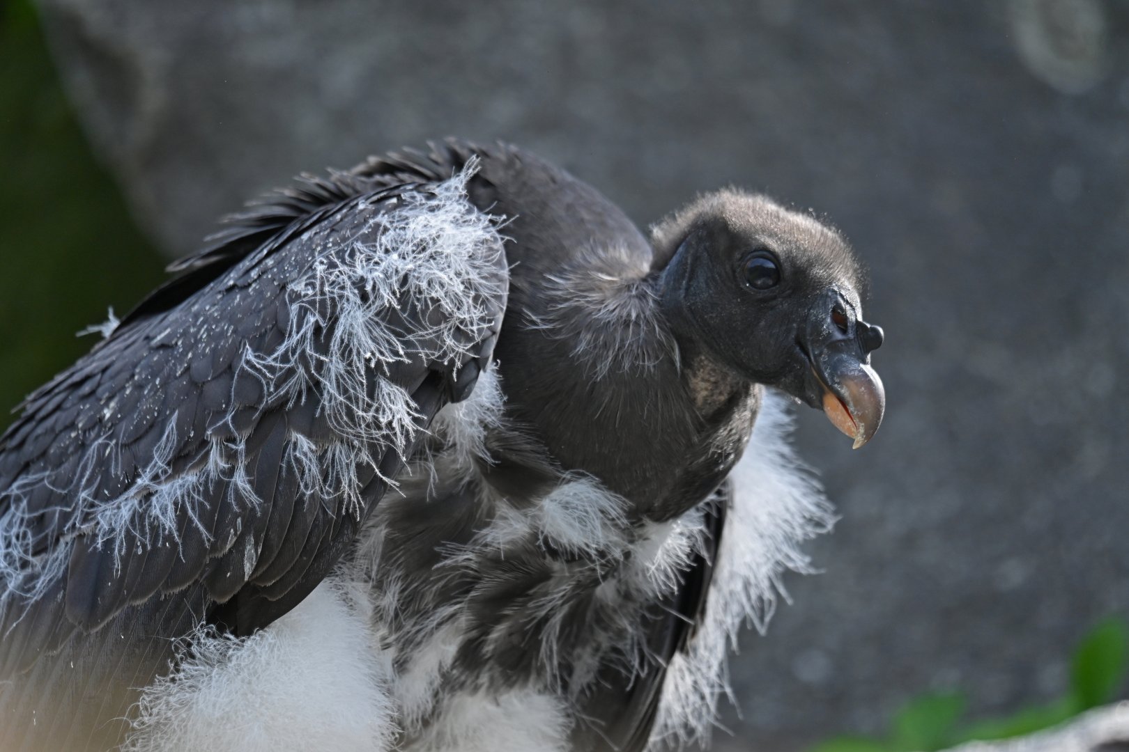 King Vulture Sarcoramphus papa