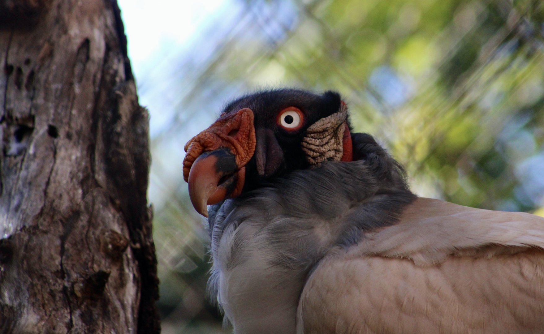King Vulture (Sarcoramphus papa)