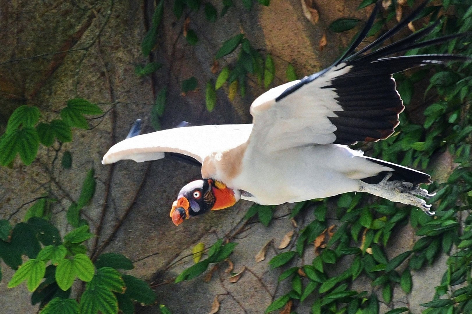 King Vulture (Sarcoramphus papa)