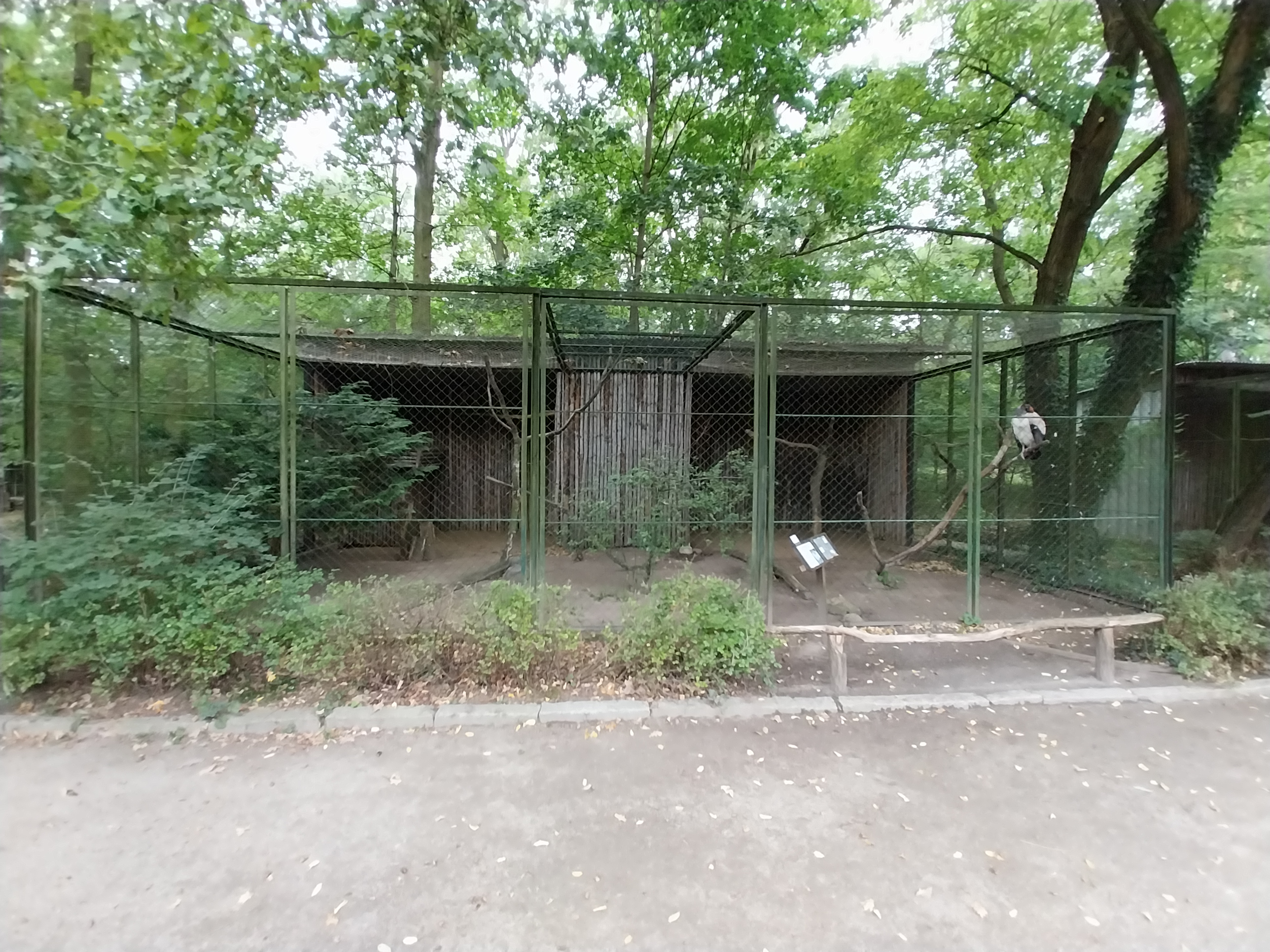 King Vulture (Sarcoramphus papa)