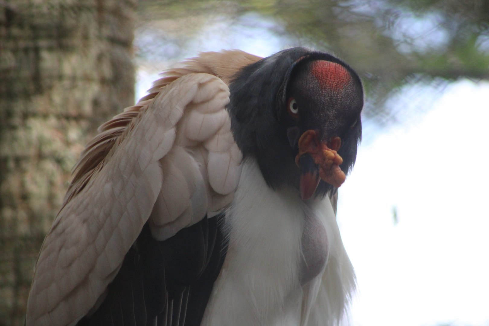 King Vulture (Sarcoramphus papa)