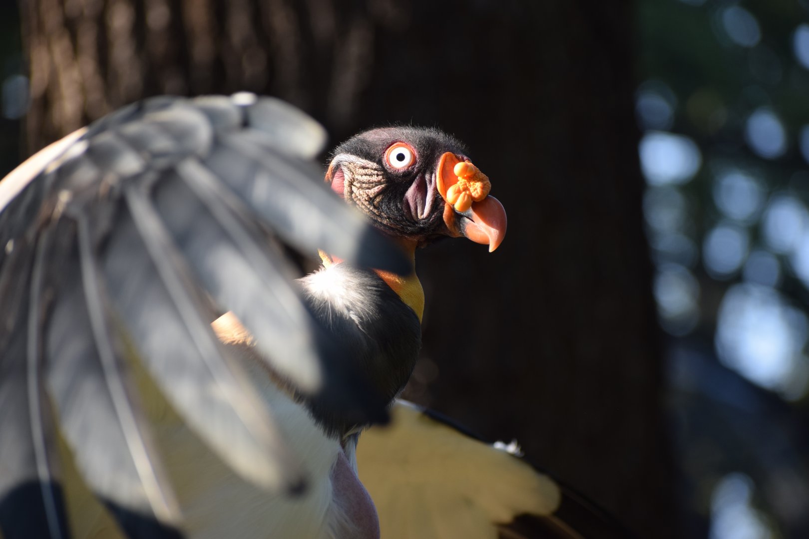 King Vulture (Sarcoramphus papa)