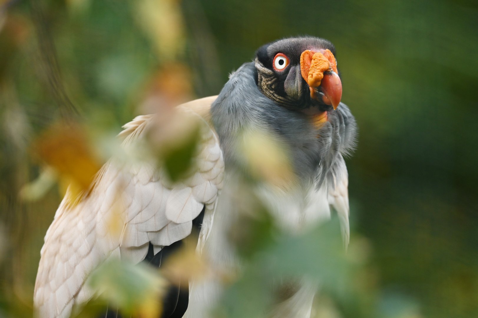 King vulture Sarcoramphus papa
