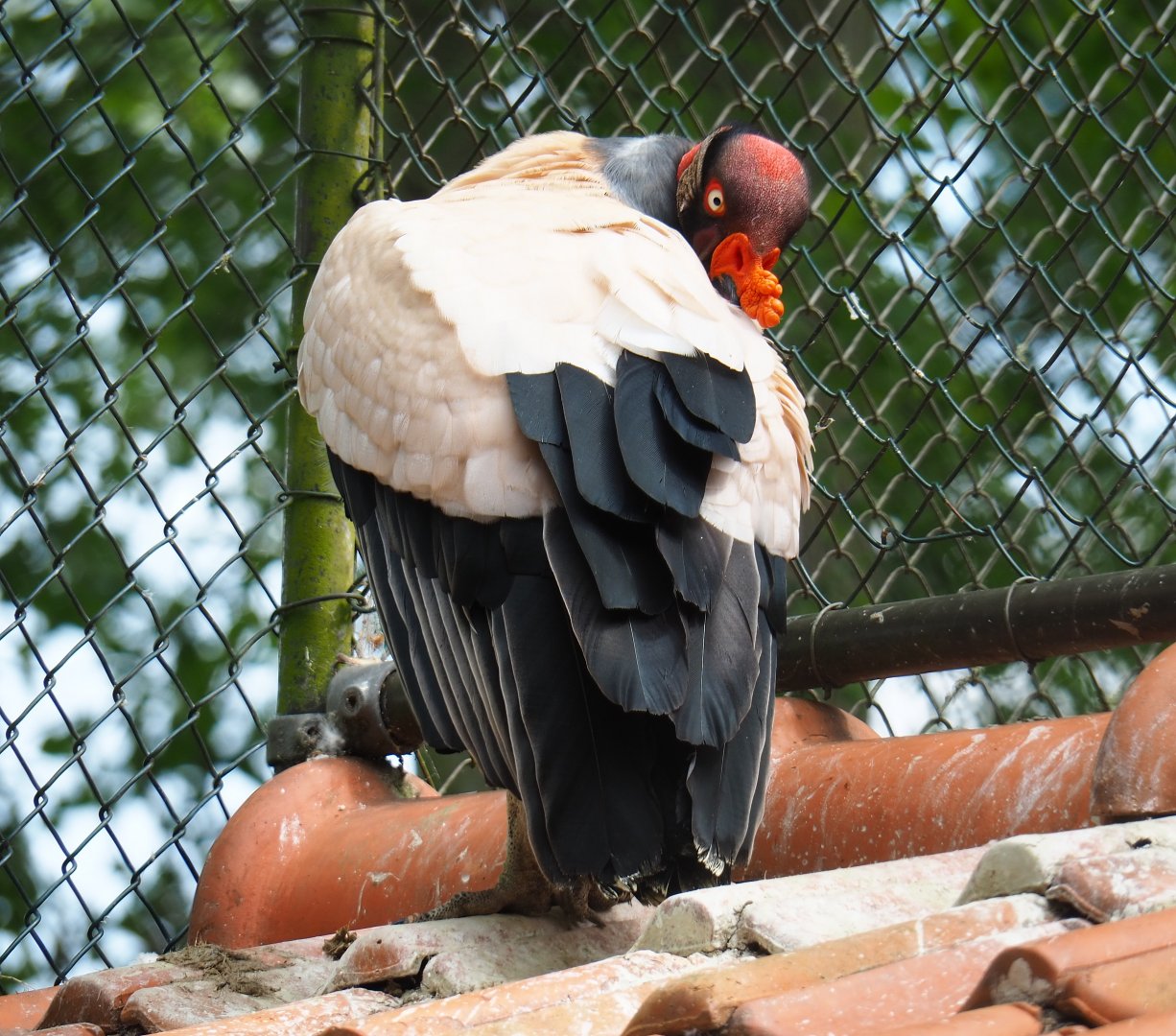 King vulture (Sarcorhamphus papa), 2019-05-25
