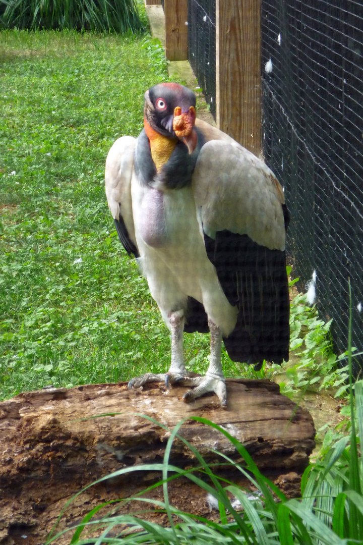 King Vulture, September 2013