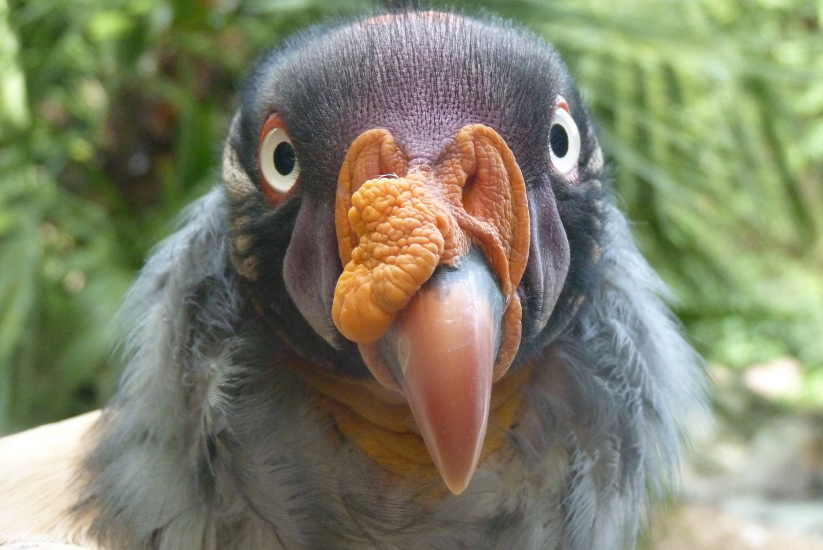 King Vulture, September 2016