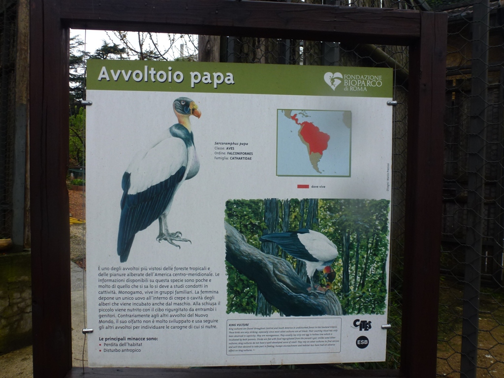 King vulture sign 5.4.15