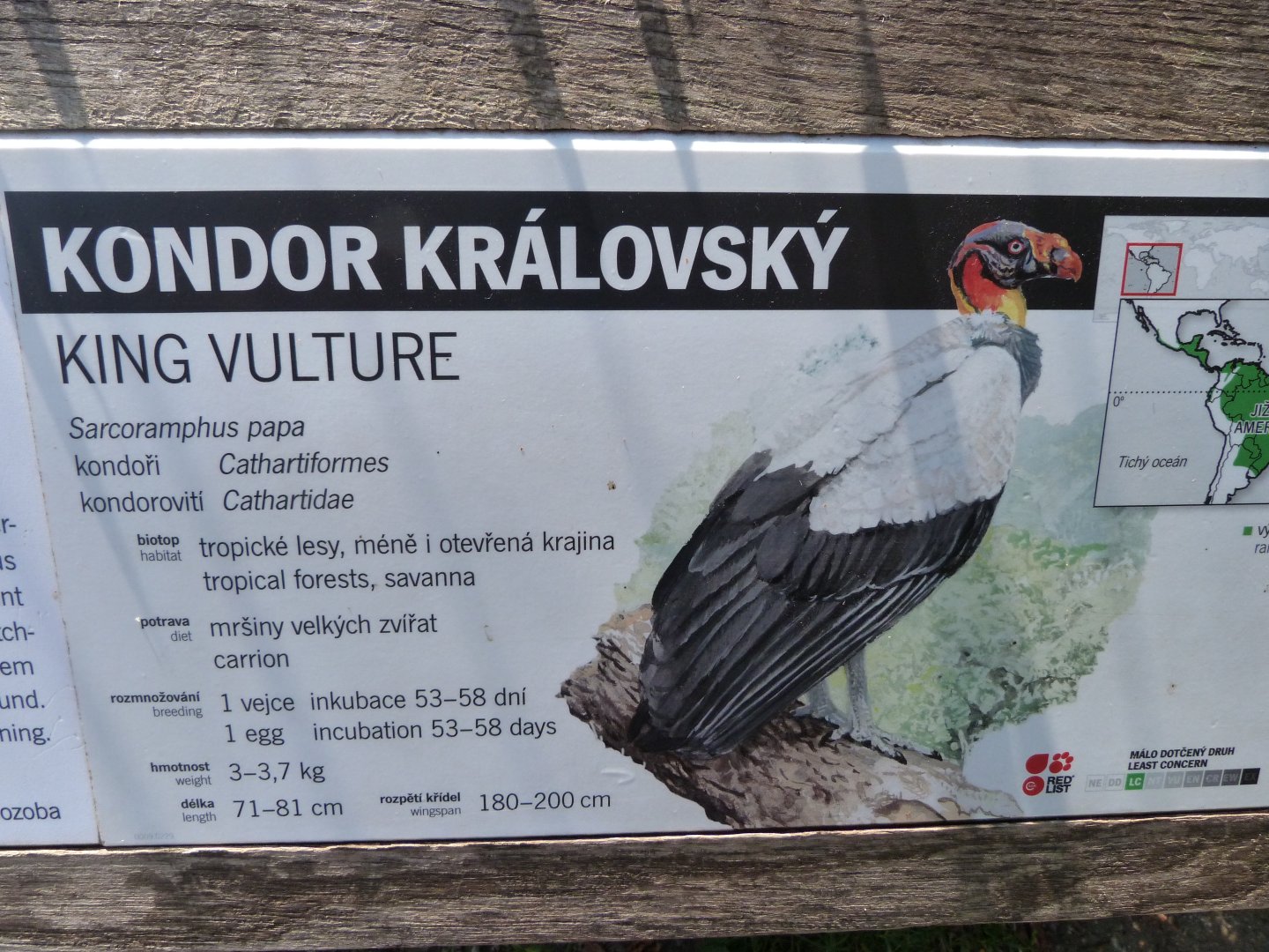 King vulture sign -Zoo Praha (2025)