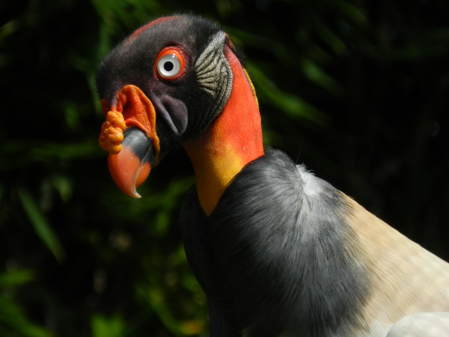 King vulture - Temaiken