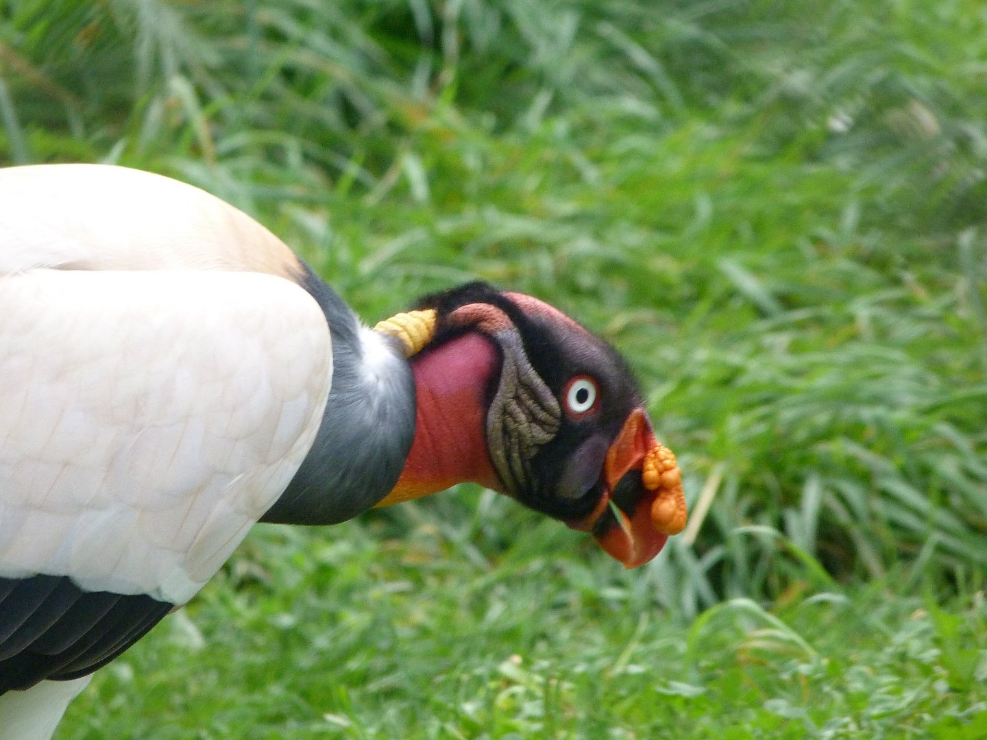 King vulture -Tierpark Berlin (2024)