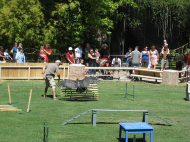 king vulture training, Aug 25 2009