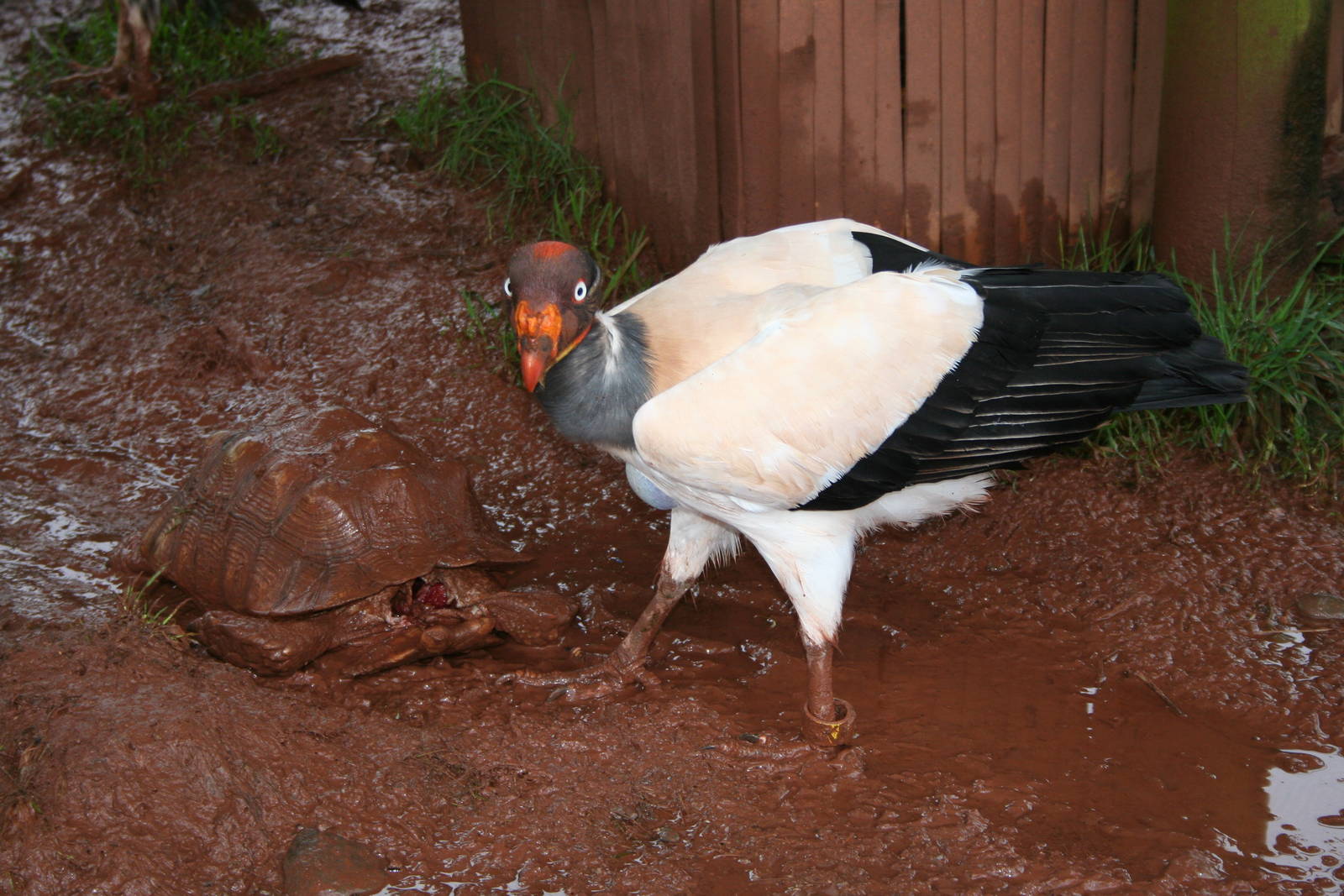 King vulture with grim enrichment?