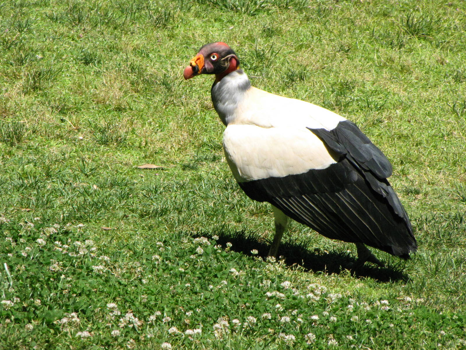 King Vulture - World of Birds Show
