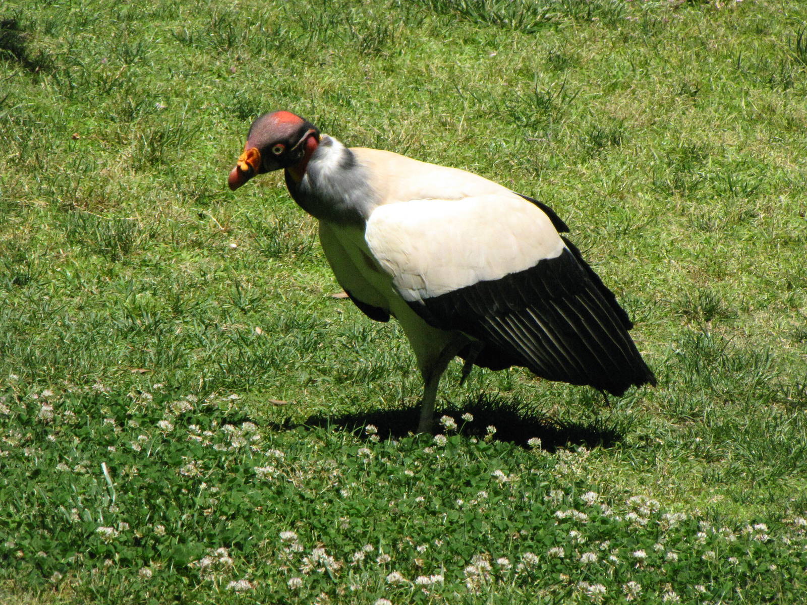 King Vulture - World of Birds Show