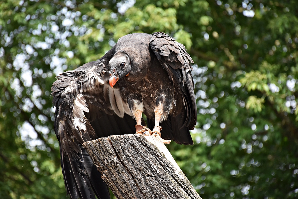 King vulture (young)