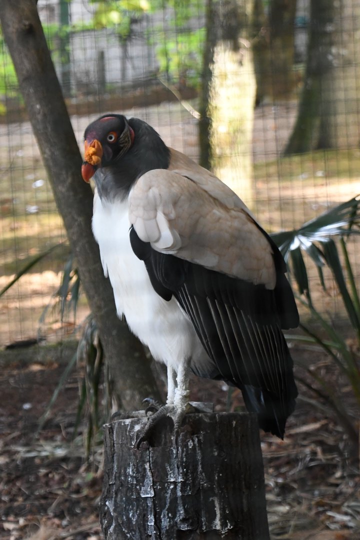 King Vulture (Zoo Lourosa)