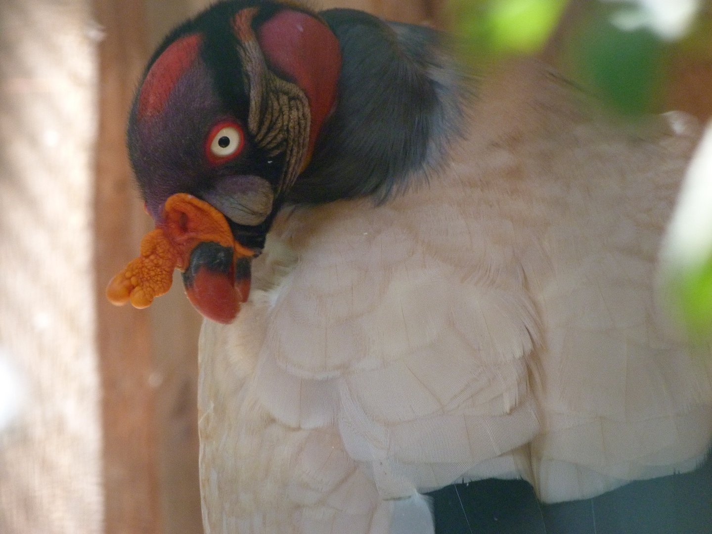 King vulture -Zoo Praha (2025)