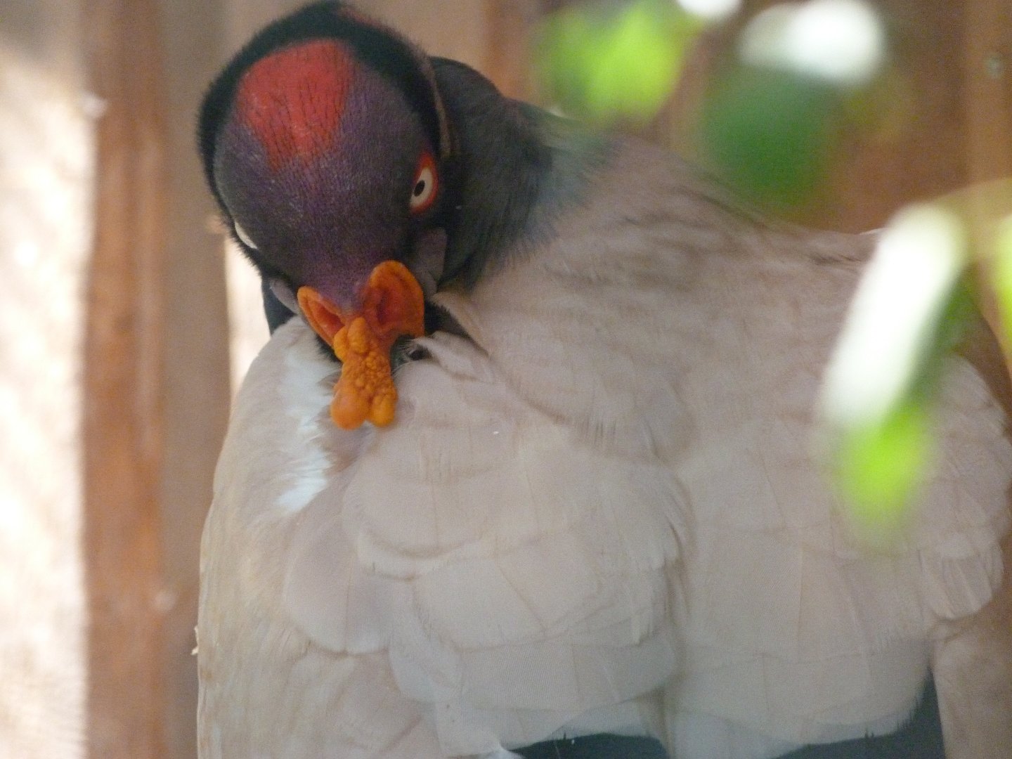 King vulture -Zoo Praha (2025)