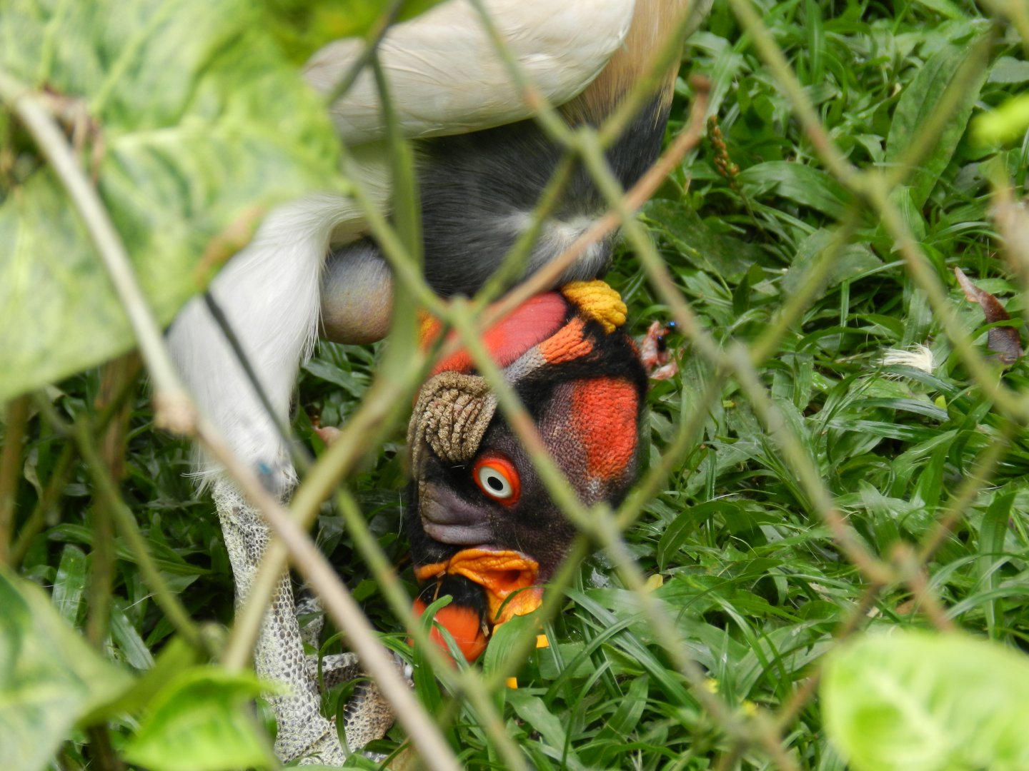King vulture - Zoo São Paulo