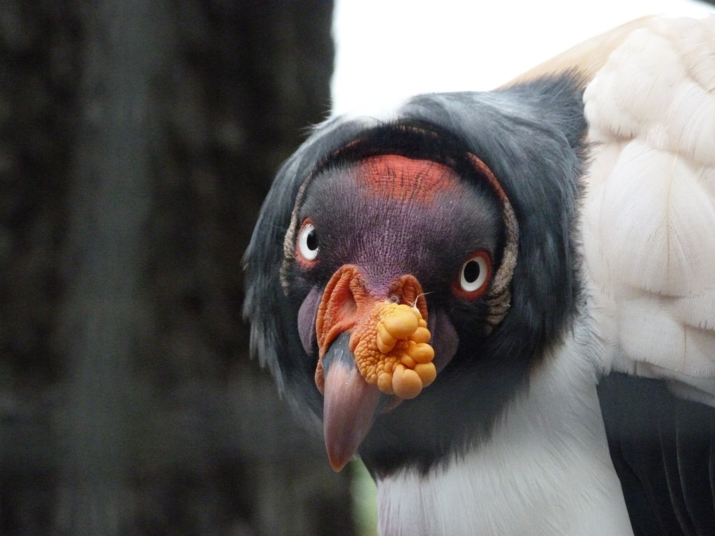 King vulture -Zoologischer Garten Berlin (2024)