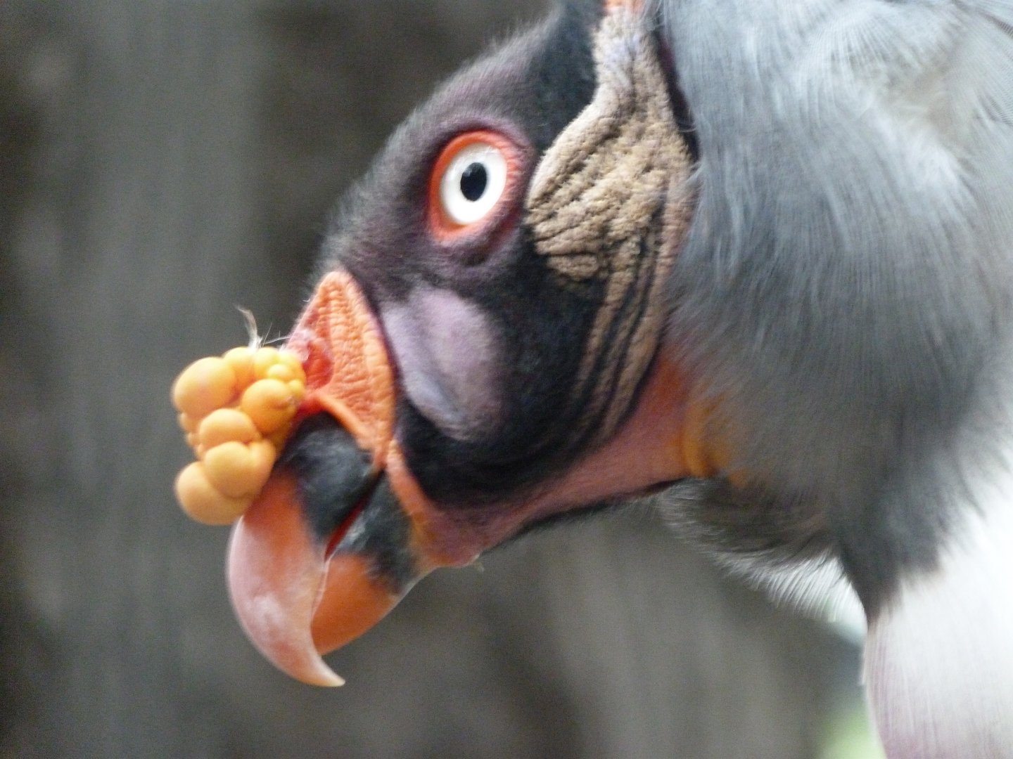King vulture -Zoologischer Garten Berlin (2024)