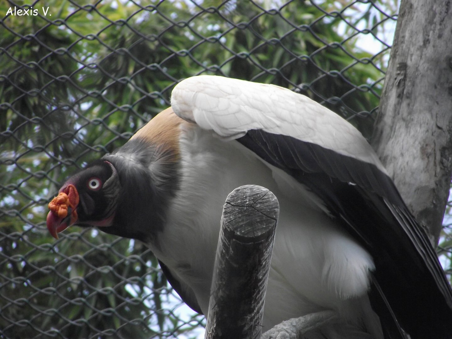 King Vulture - Zooparc de Beauval - 04/2018